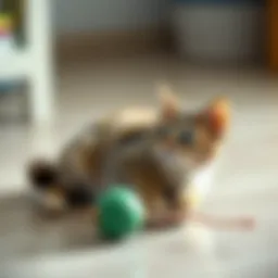 Creative cat toy made from recycled materials