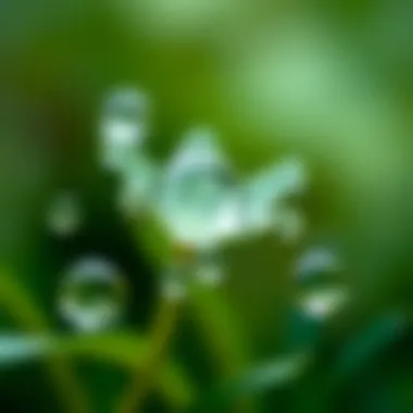 A close-up of water droplets, symbolizing the essence of growth and inspiration